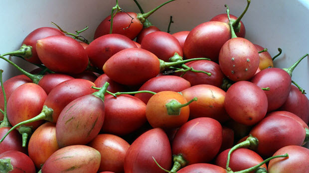 Hoa quả nhập đắt gấp trăm lần chỉ bán cho nhà giàu Việt